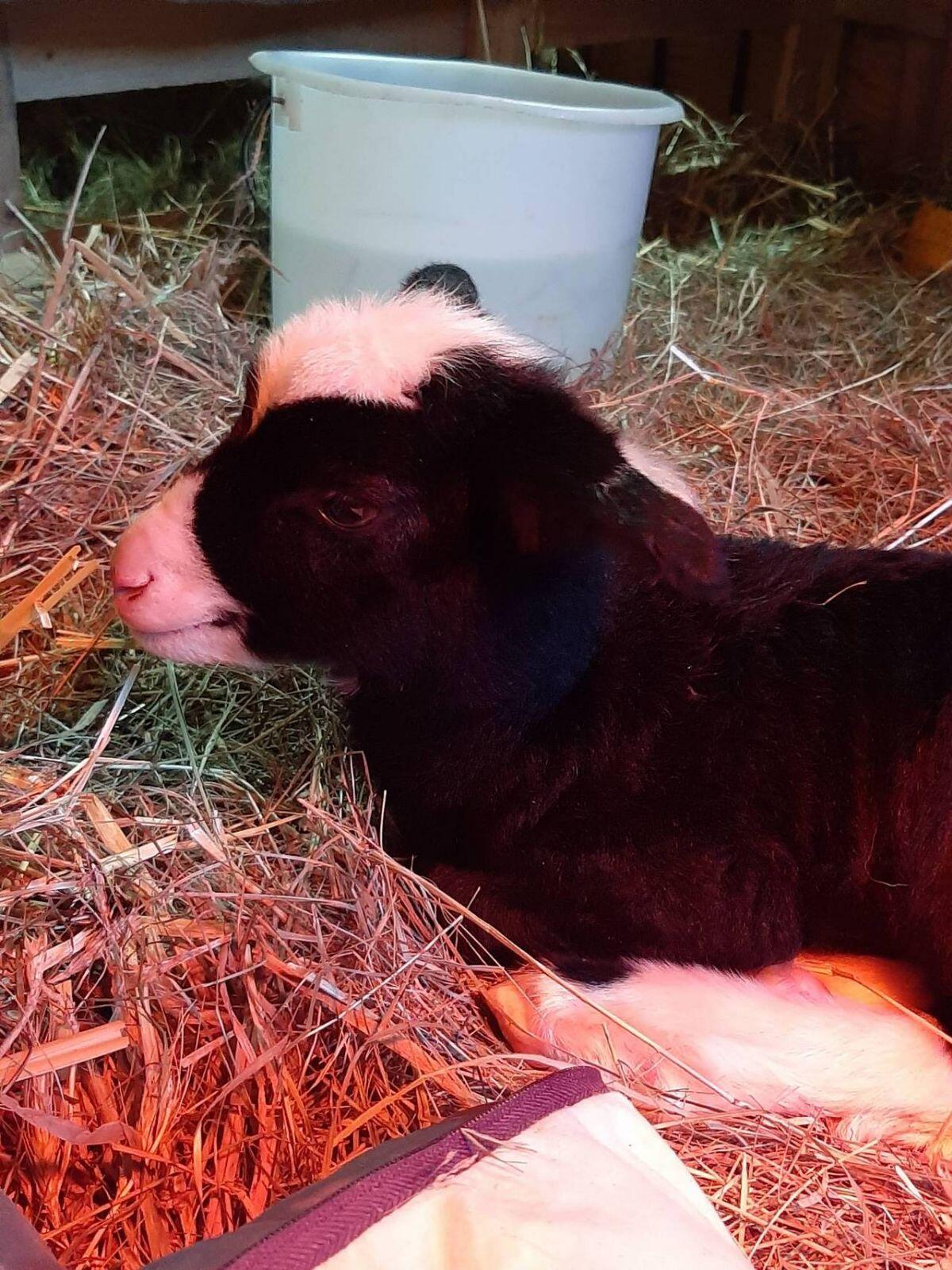 Jungschafe weiblich 2