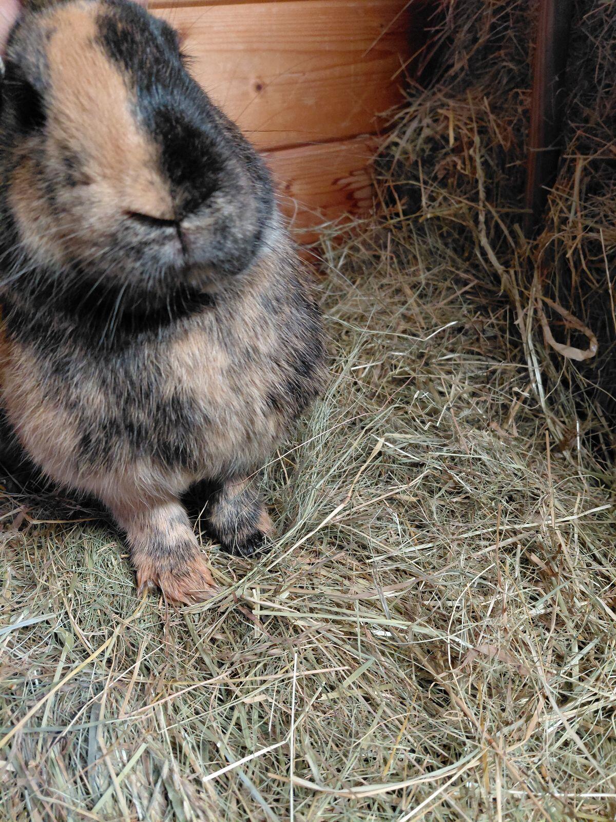 Japaner, Kaninchen, Hase, Fleischhasen 2