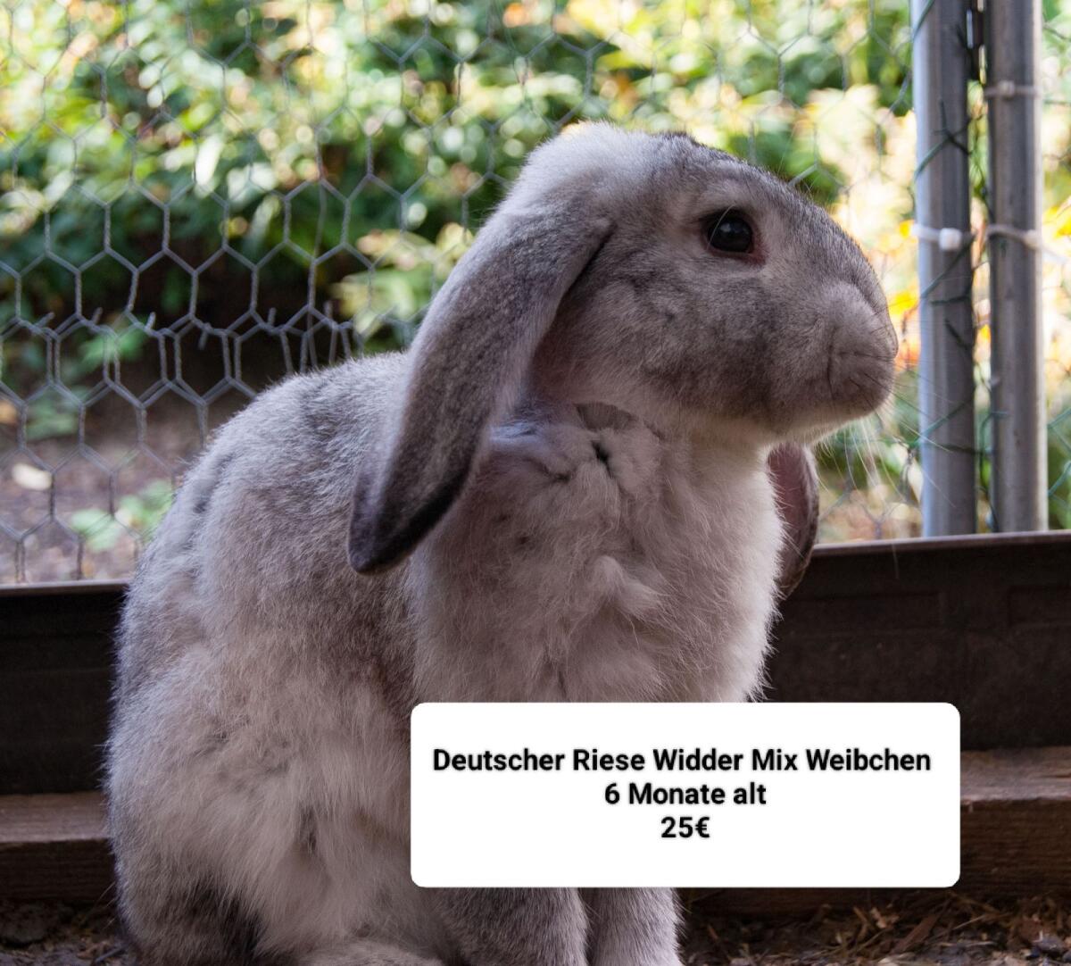 Hase und Meerschweinchen 1