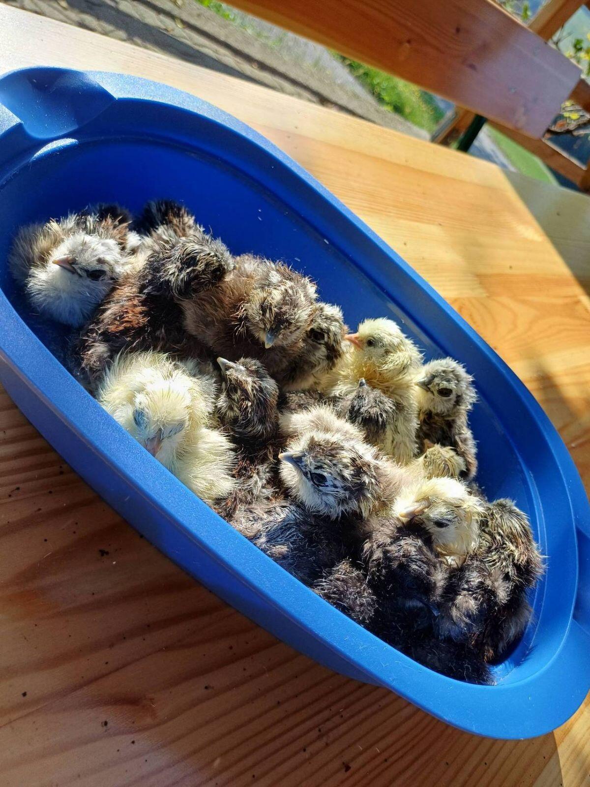 Zwergseidenhühner, Zwergseidenküken 2