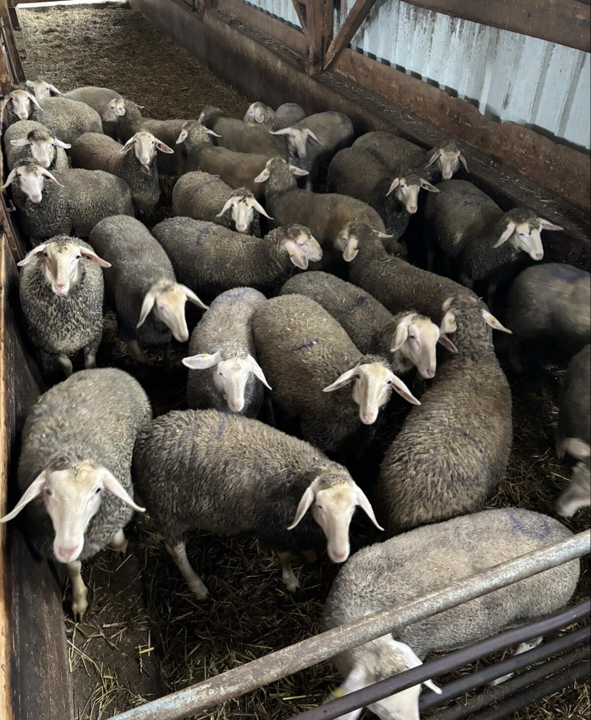 Merino Zuchtlämmer 2