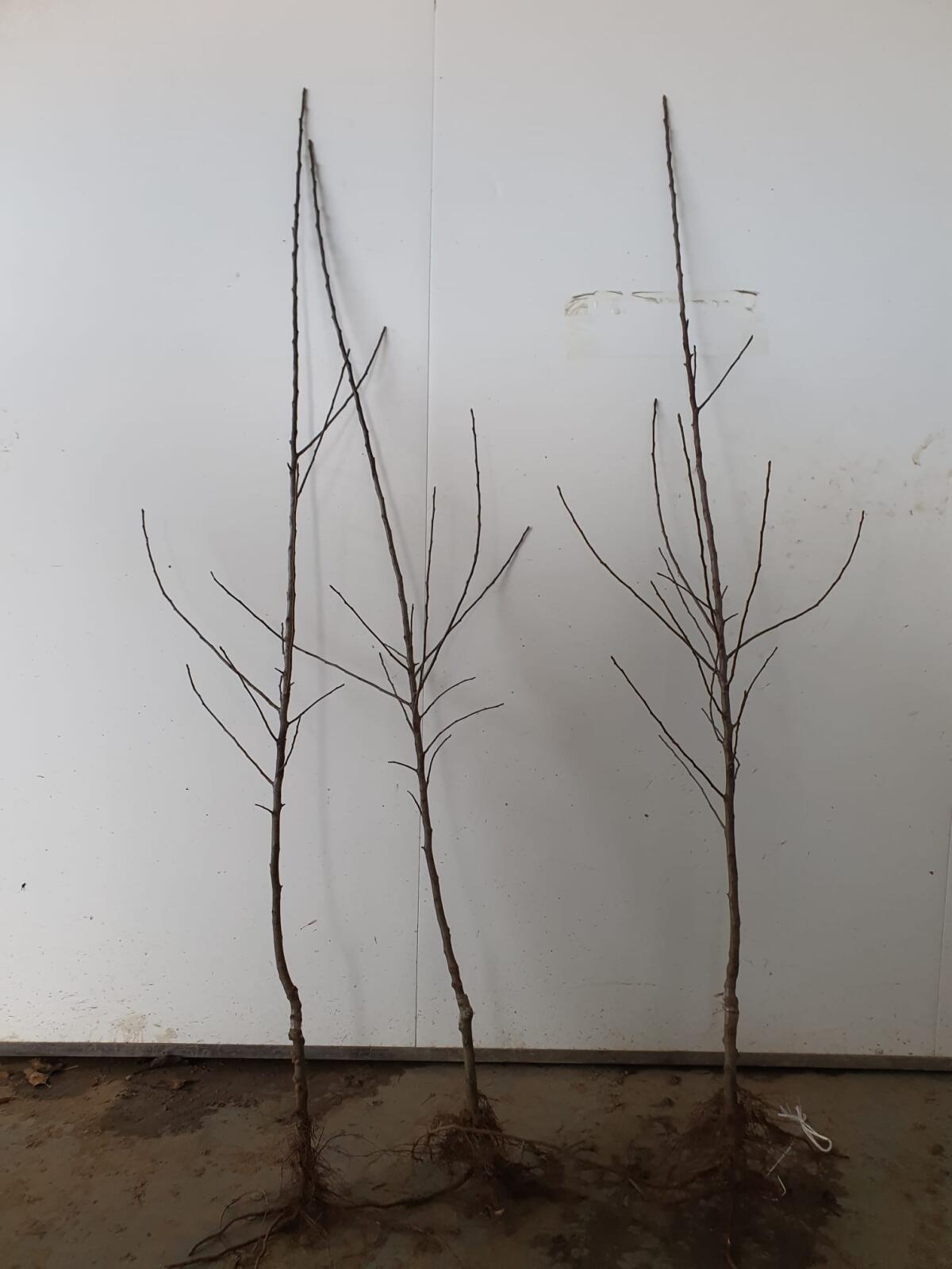 Fruit trees, Ovocné stromy, Obstbäume 1