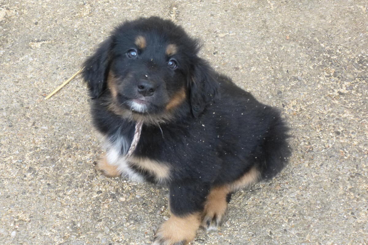 Berner Sennen Hovawart Mischlingswelpen 3