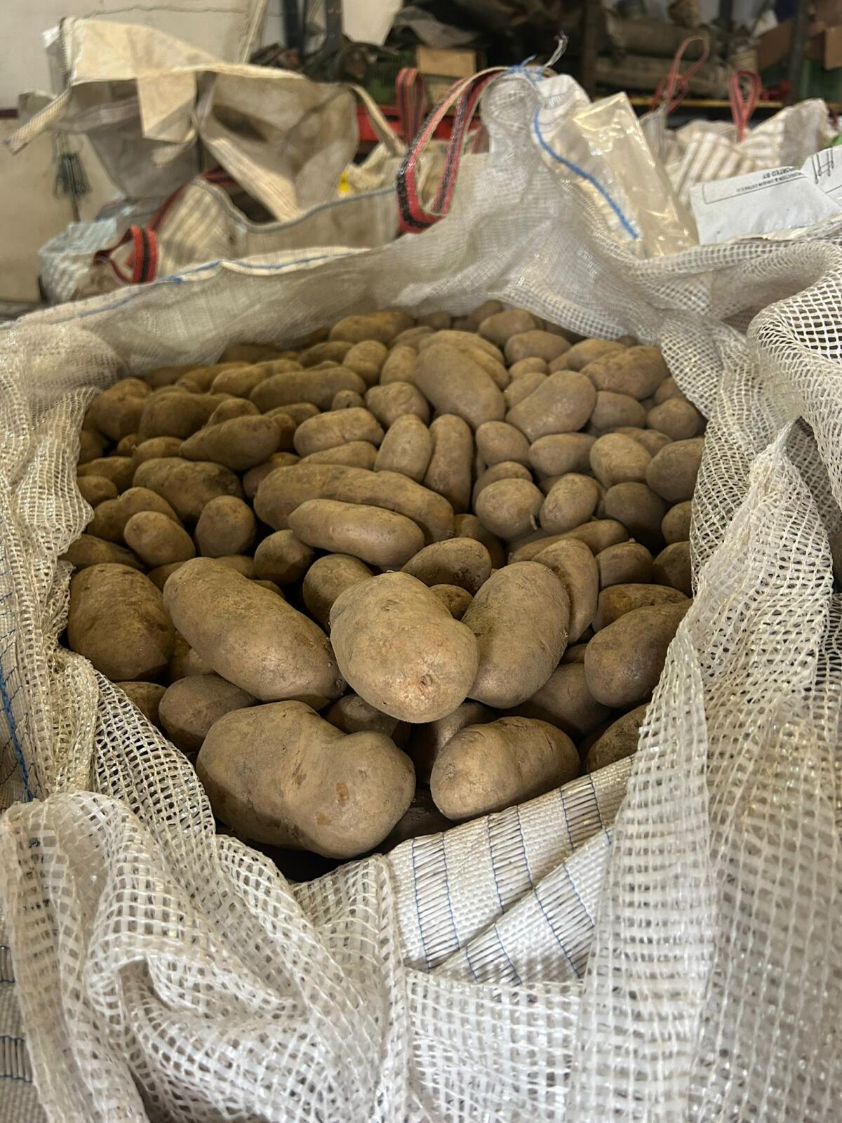 Kartoffeln Sorte Ditta in Graz-Umgebung zu verkaufen 2