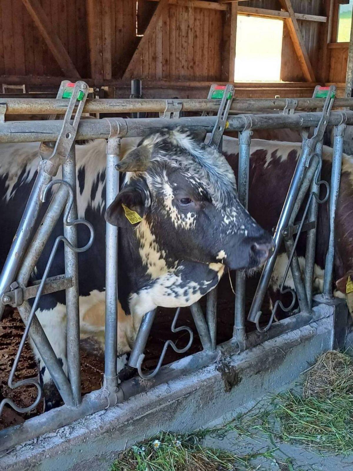 Pustertaler Sprinzen 1