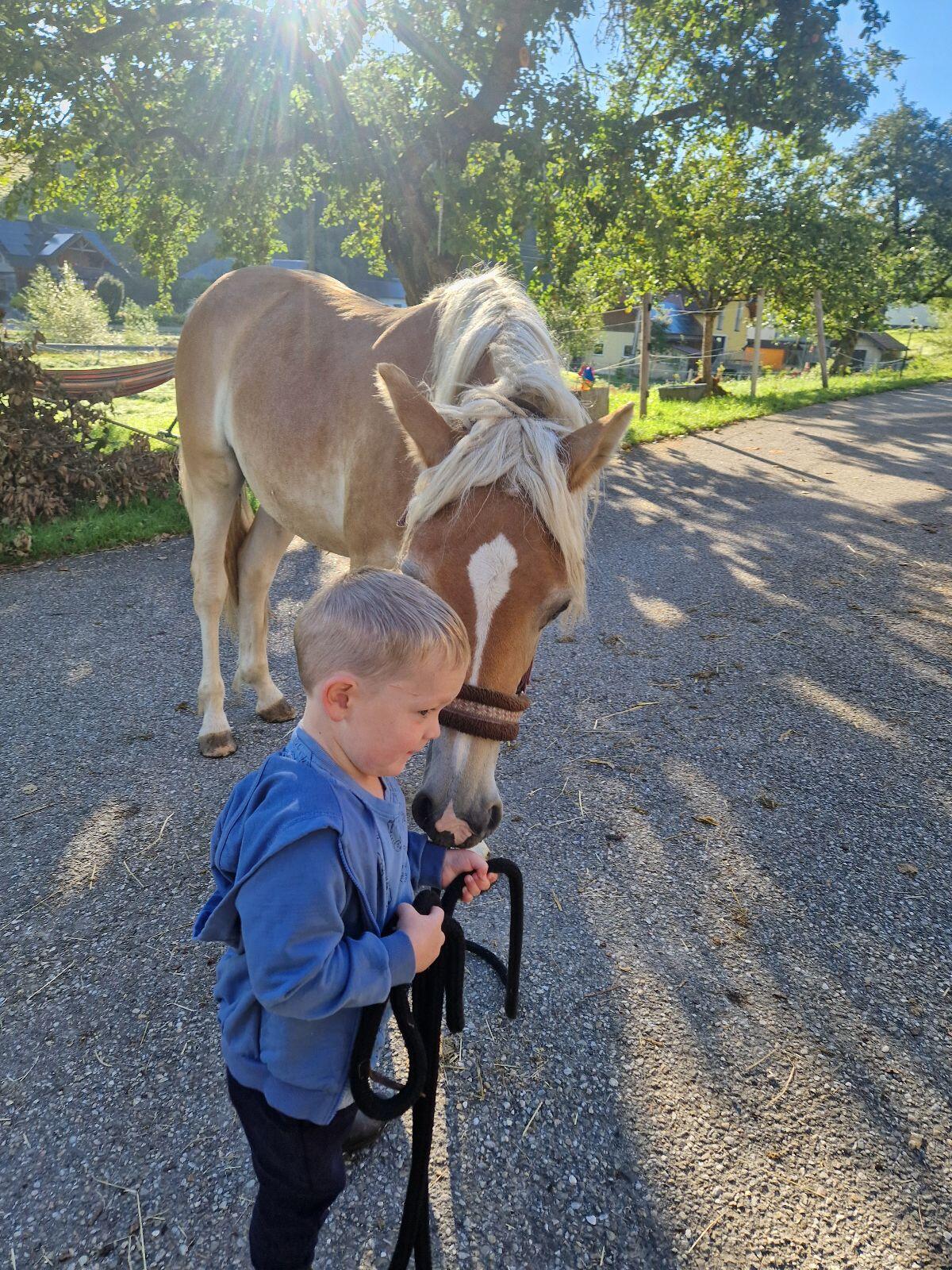 Super cooler Haflinger Wallach 3