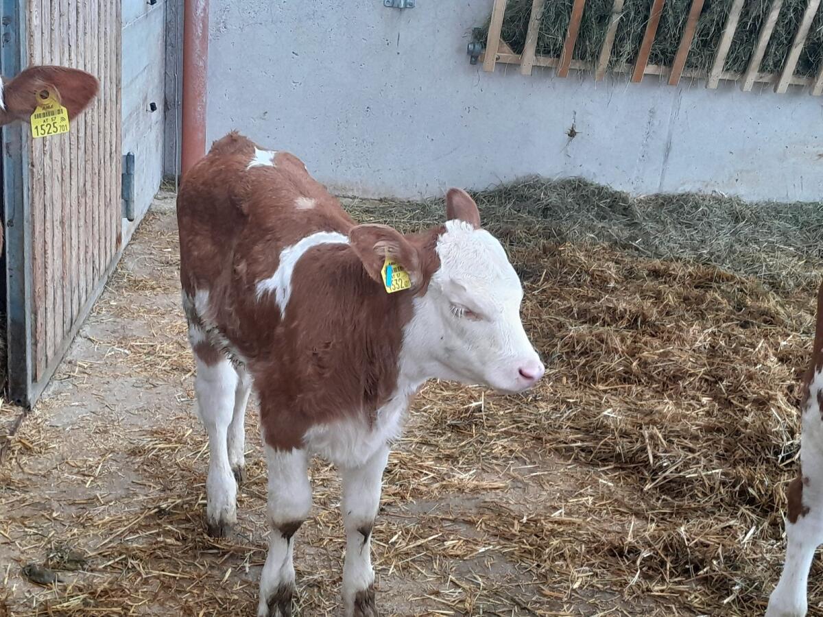 Kuhkalb Bio hornlos 1
