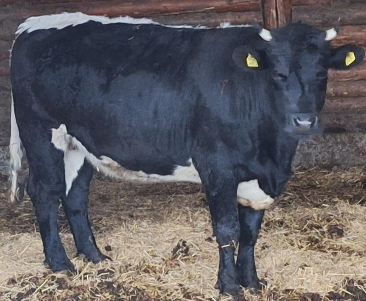 Verkaufe Kalbin Gonda 2