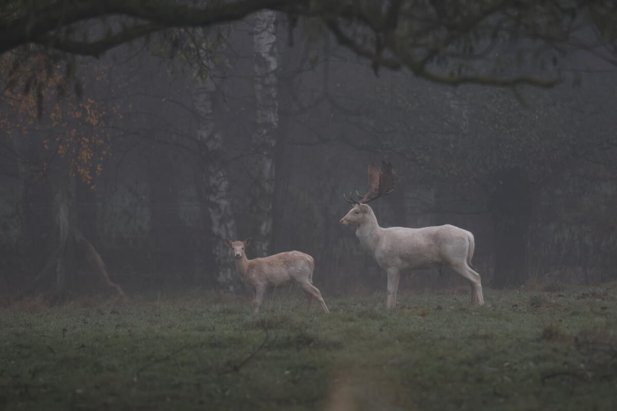 Damhirsch - Zuchthirsch 2