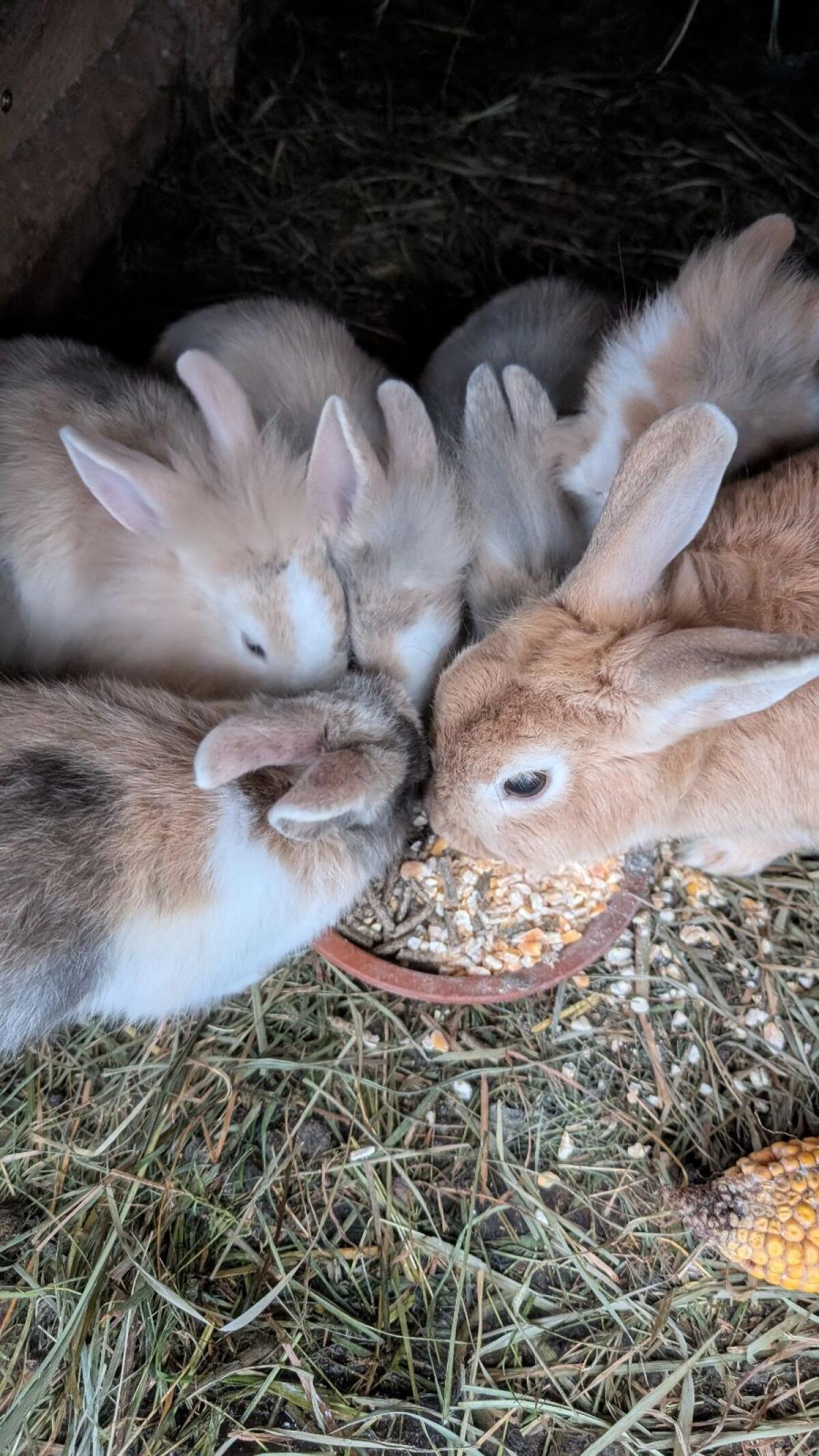 Junge Löwenkopf Zwergkaninchen in allen Farben 2