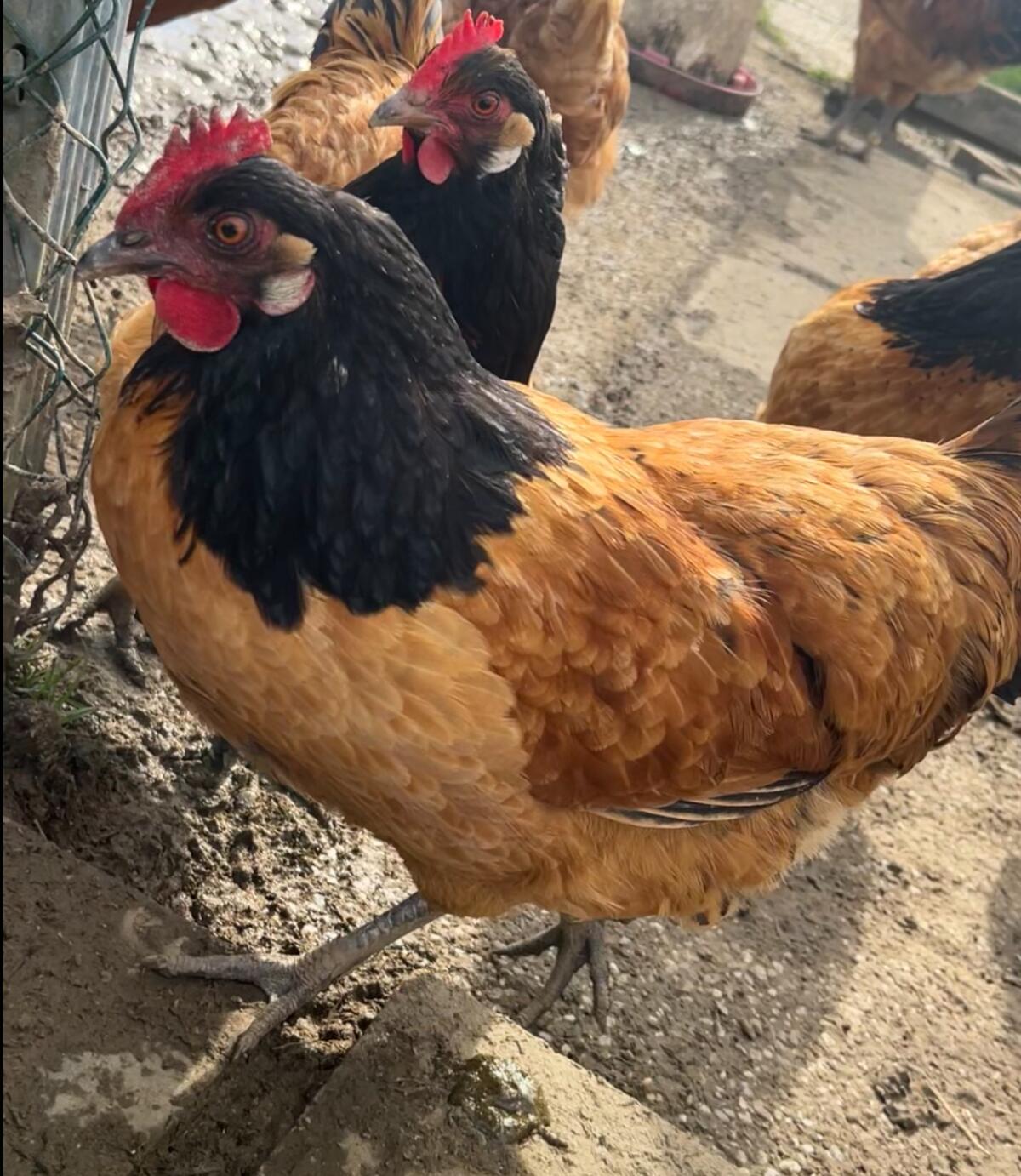 Vorwerk Jungtiere und Bruteier 3