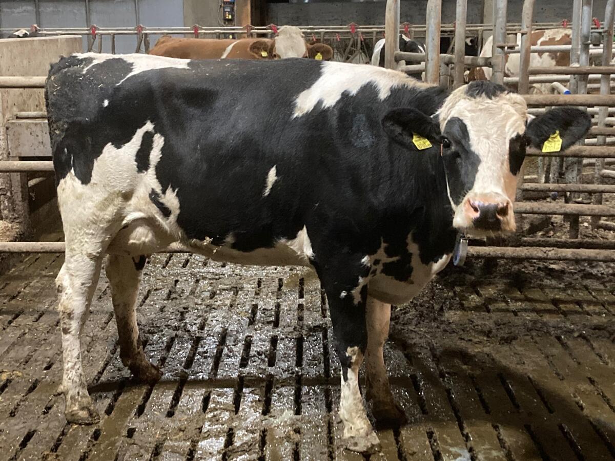 HF Erstlingskuh robotertauglich 1