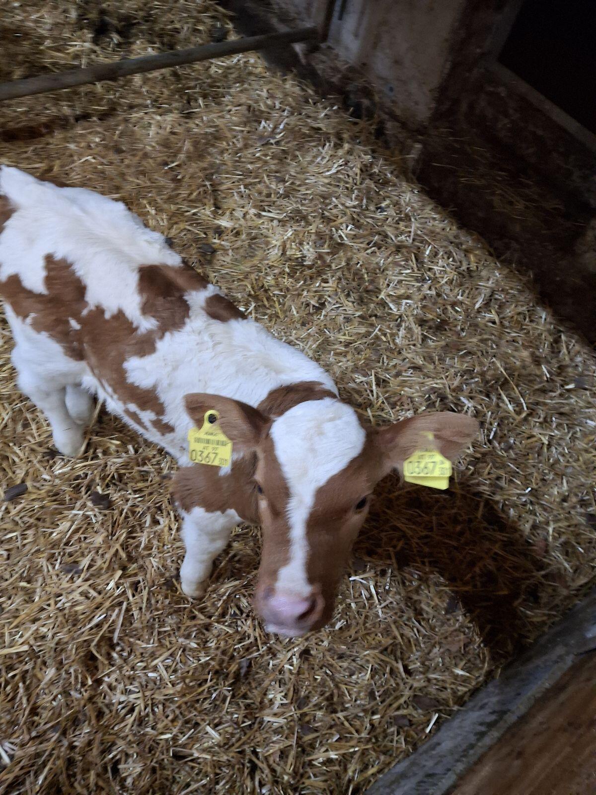 Bio Fleckvieh Kalb weiblich 2