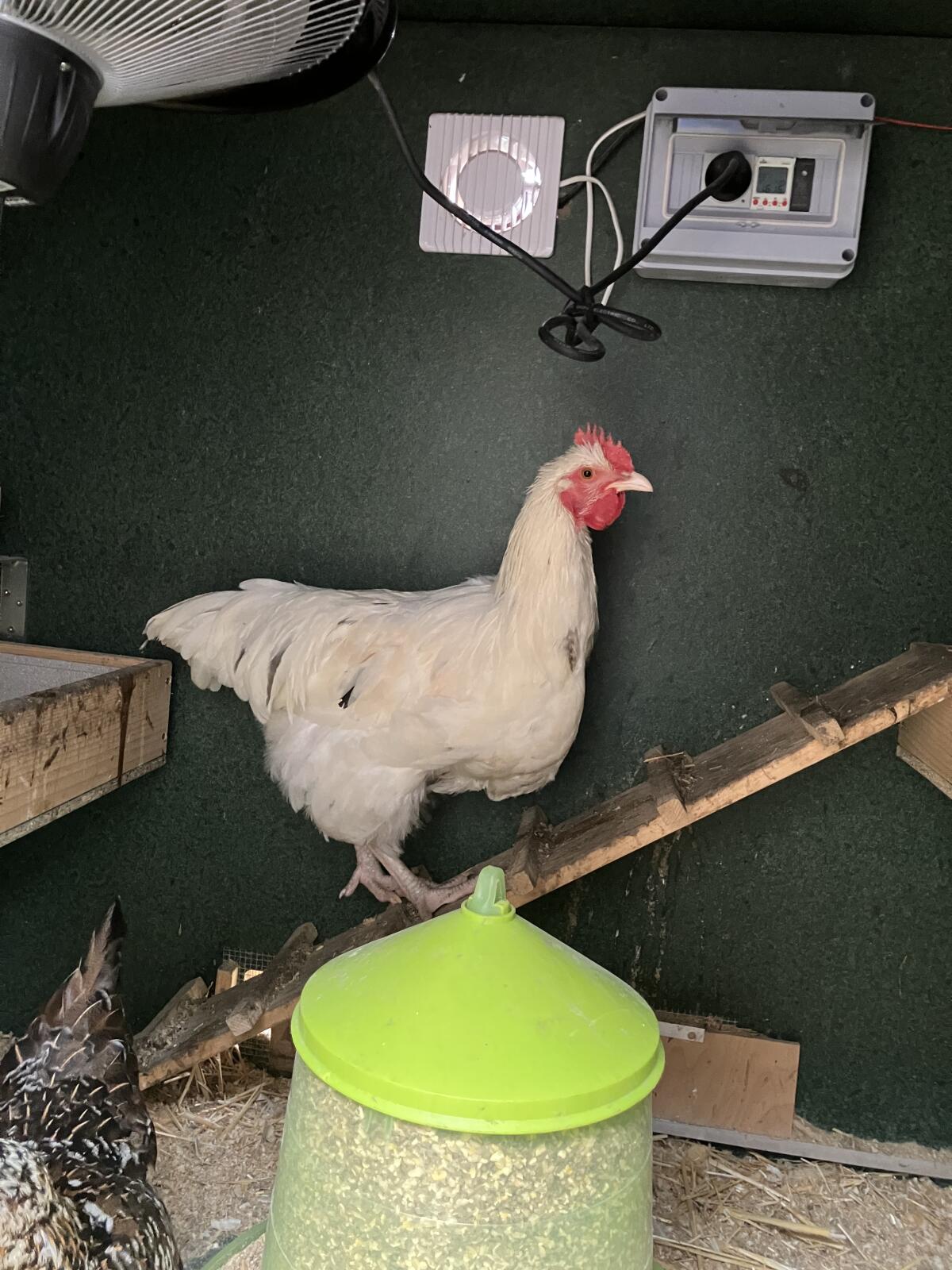 2 Junghähne zu verschenken 3