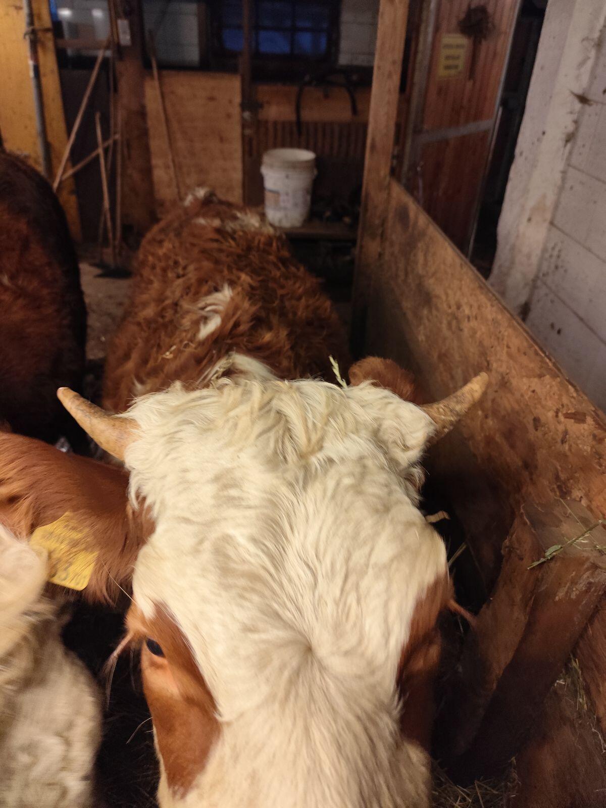 Zuchtrind Fleckvieh 2