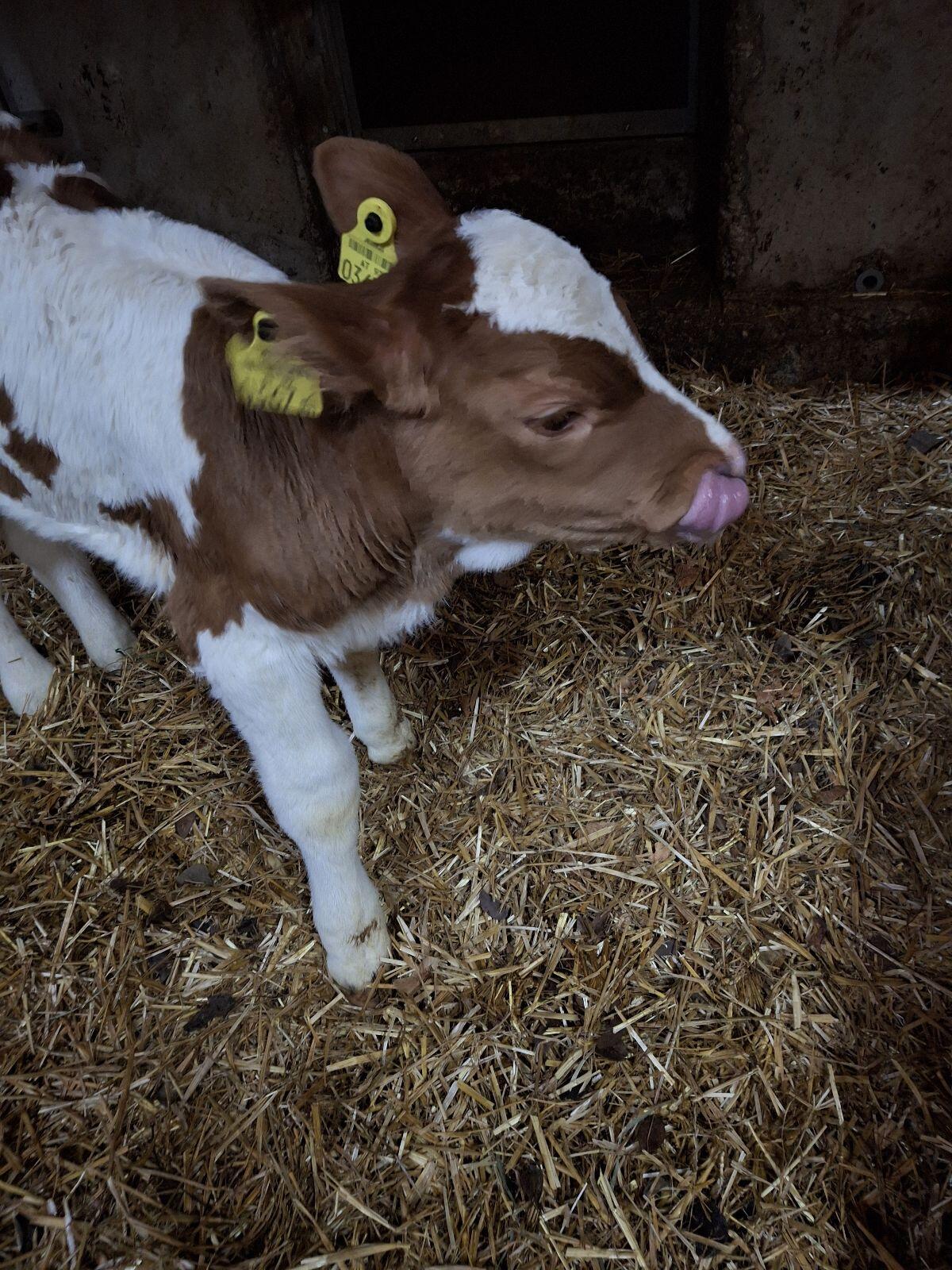Bio Fleckvieh Kalb weiblich 1
