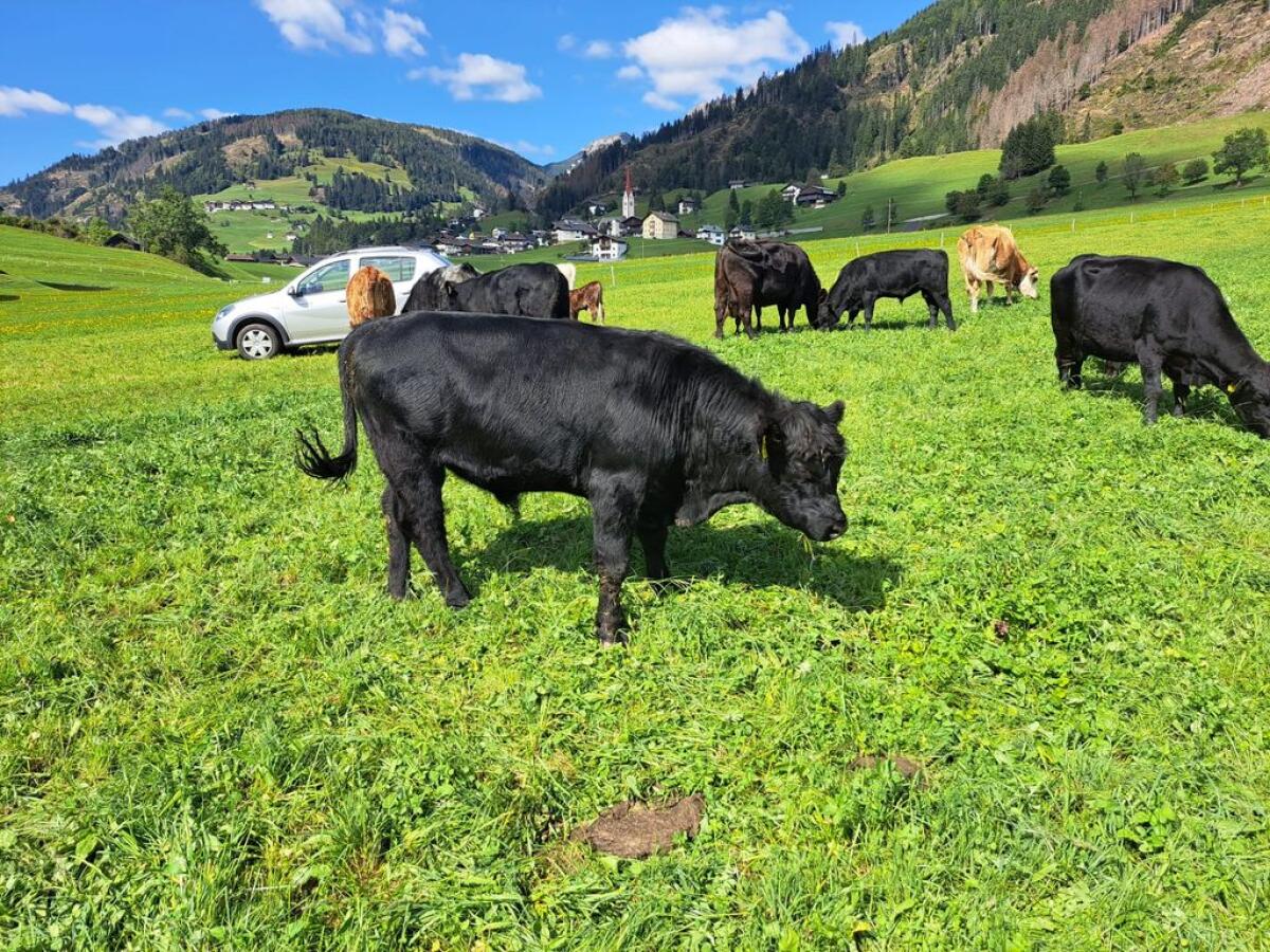 Angus- & Galloway-Stiere 2