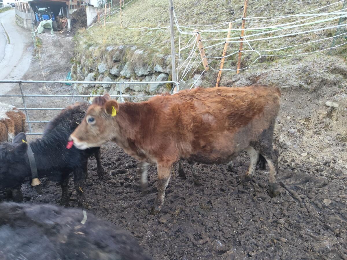 Jersey zu verkaufen 1