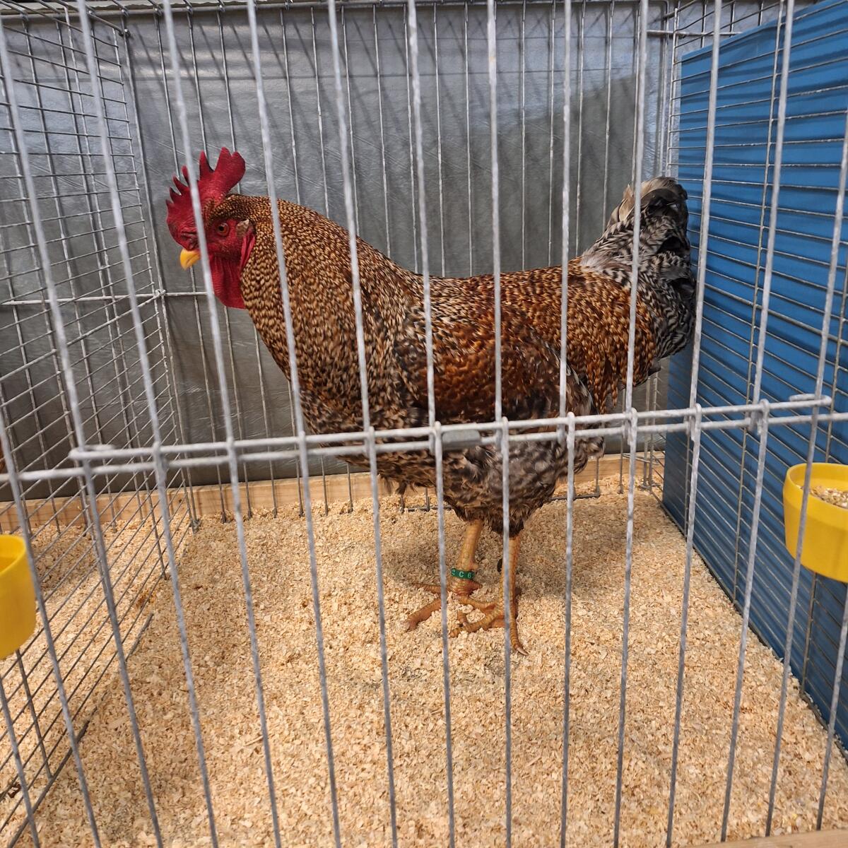 Bielefelder Kennhühner 2