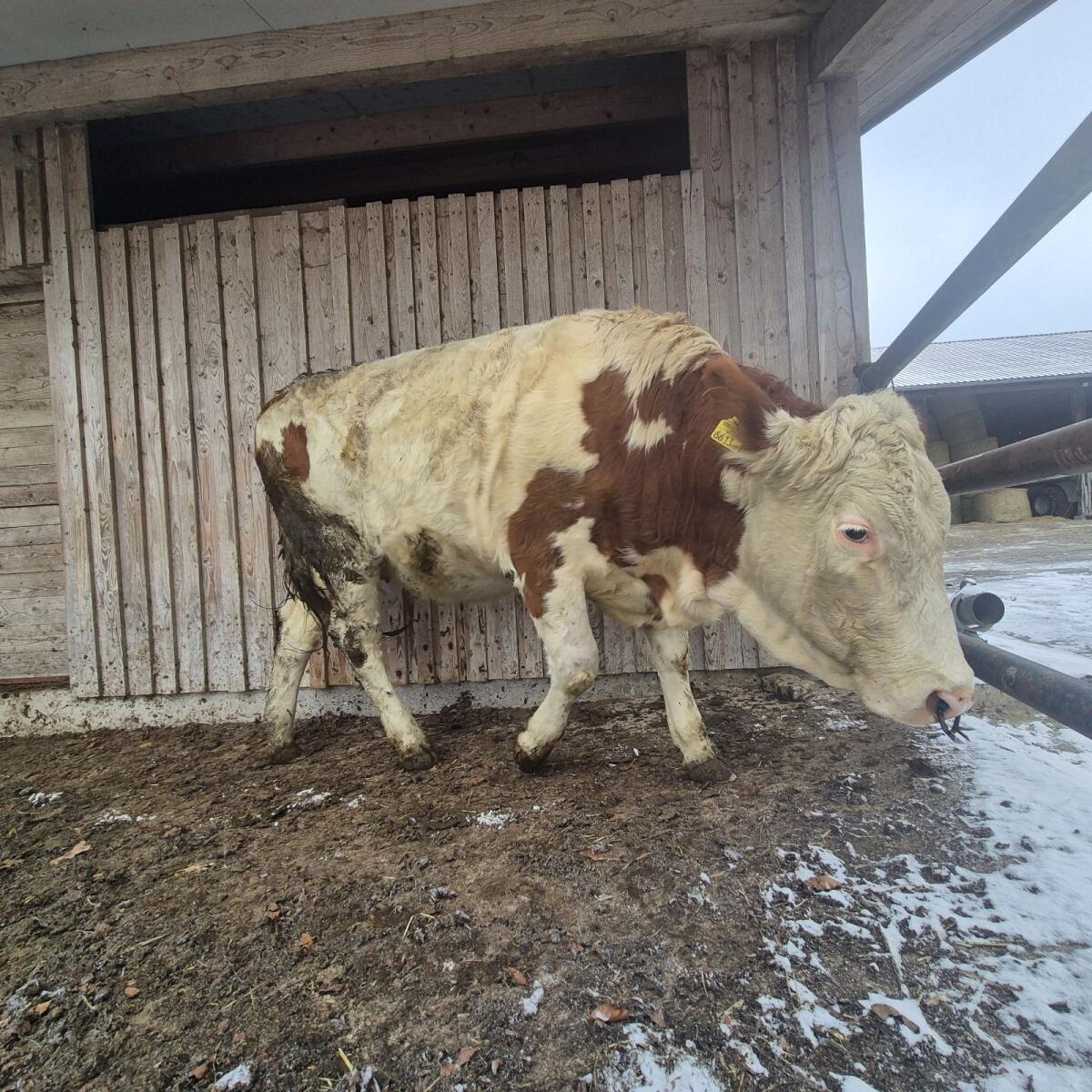 2 trächtige FV Zuchtkalbinnen 2