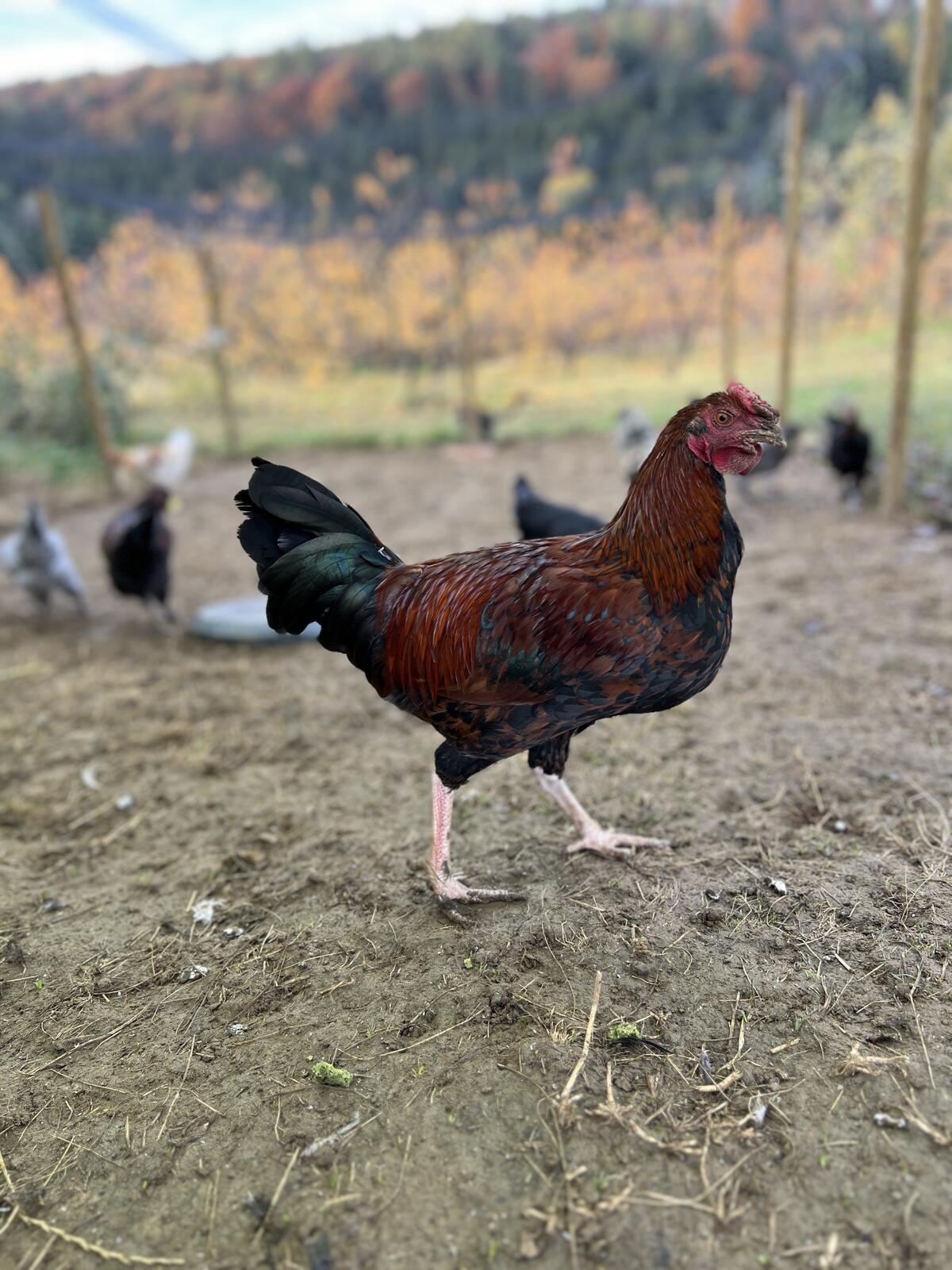 Verkaufe Junghähne, 3 Stk. 2