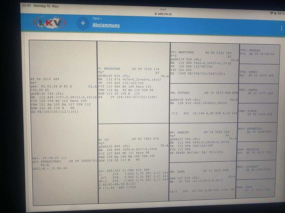 Hochtypisierte Fleckviehkalbin trächtig 2