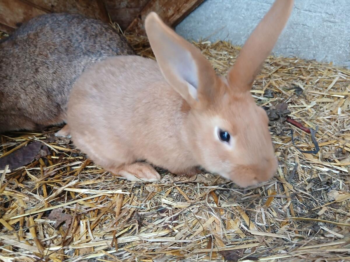 3 junge Neuseeländer Hasen 2