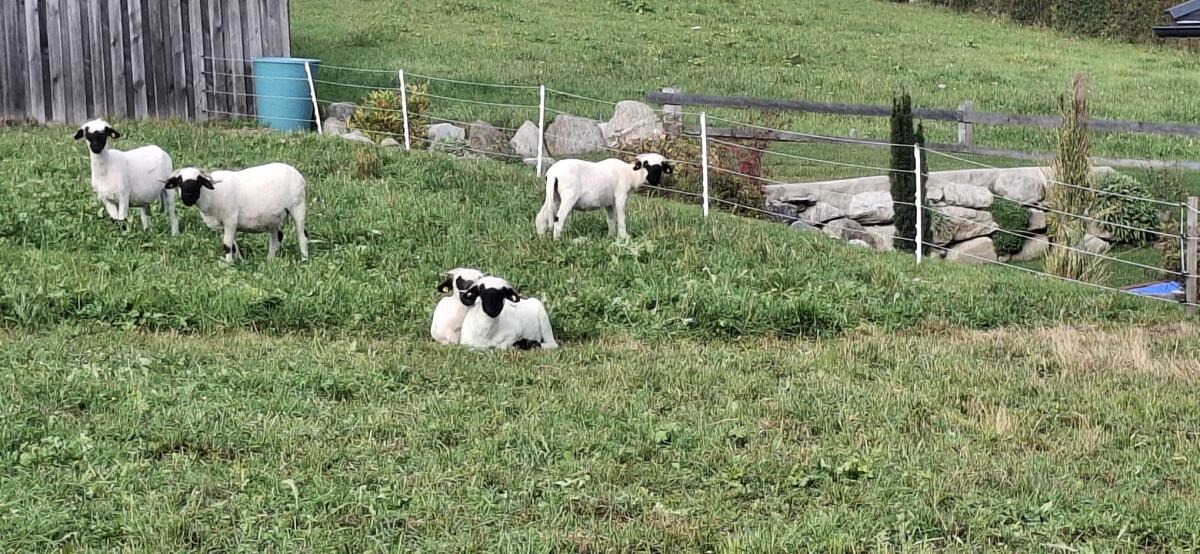 Walliser Kilbern Weihnachten 2024 1