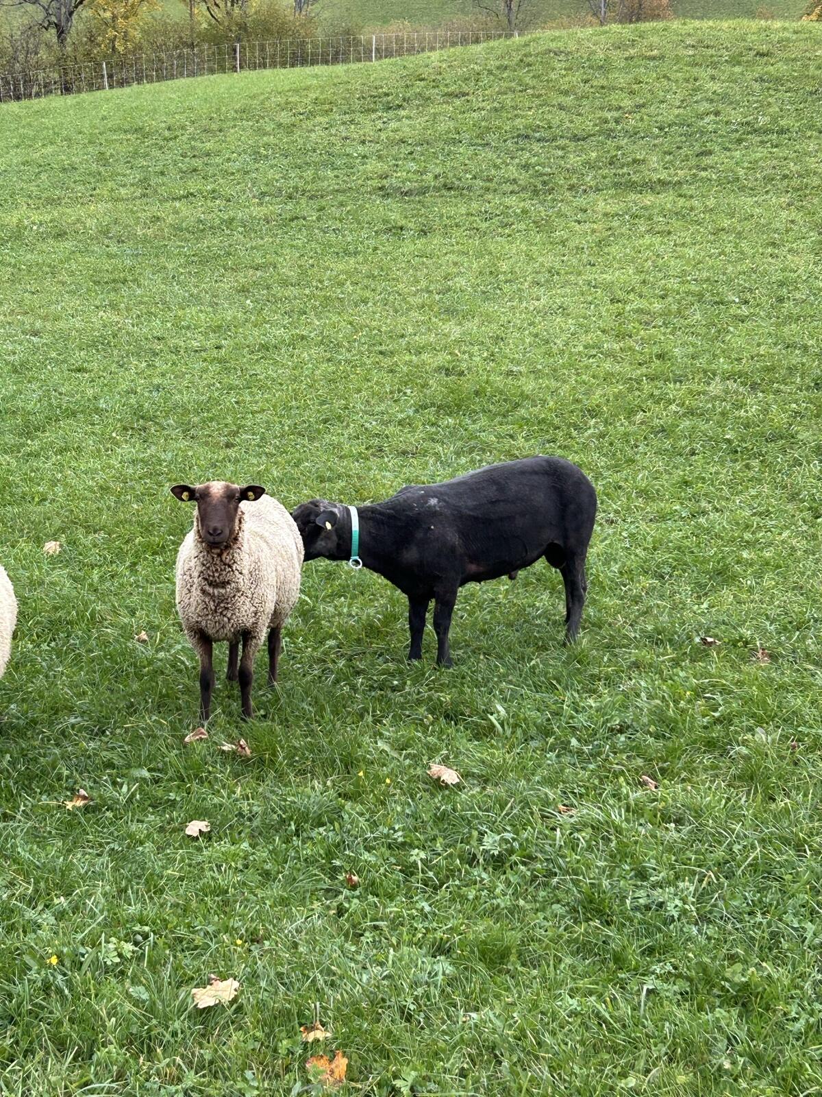 Suche BIO braune Jura 1