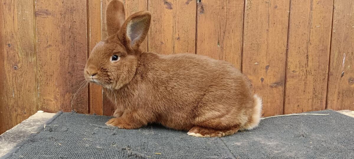 Roter Neuseeländer 1