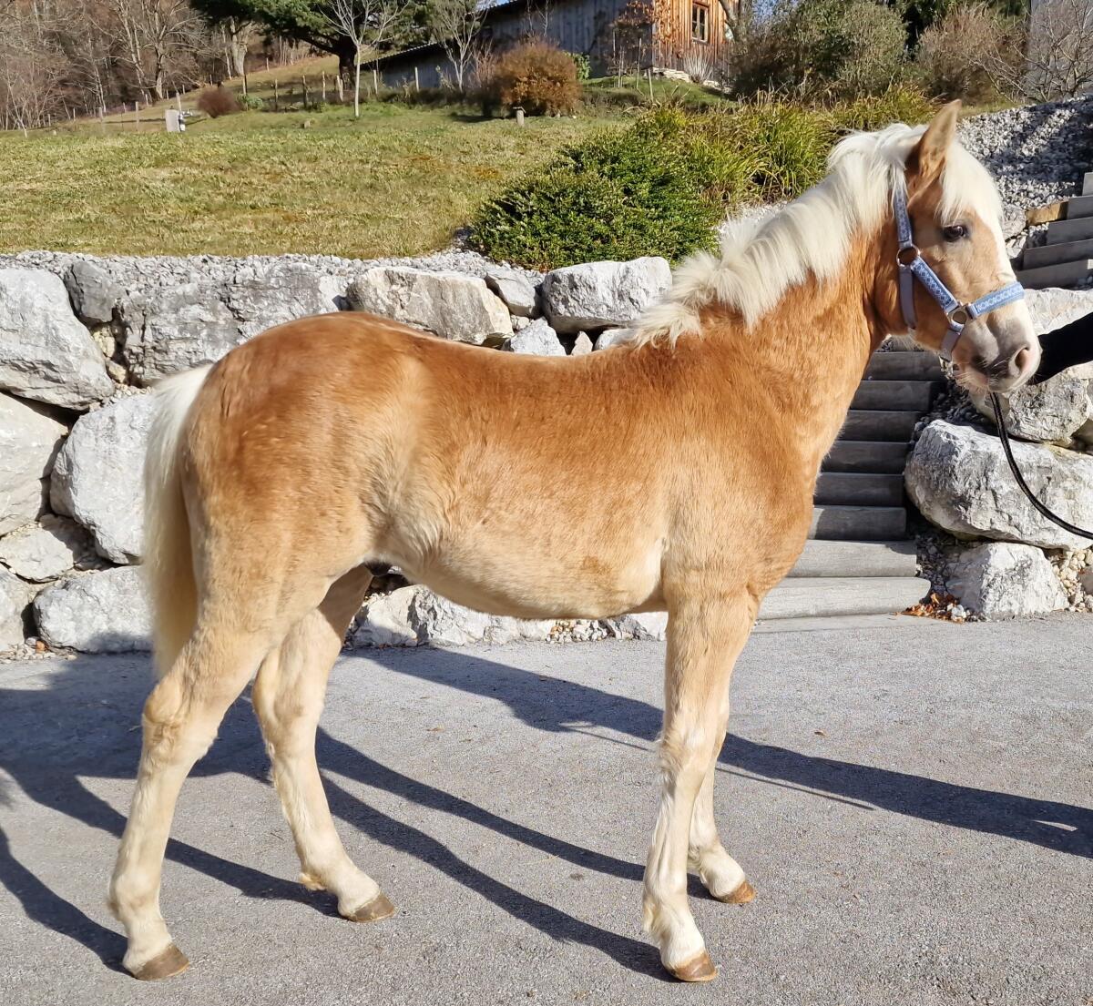 Hengstfohlen Stevio-W 2