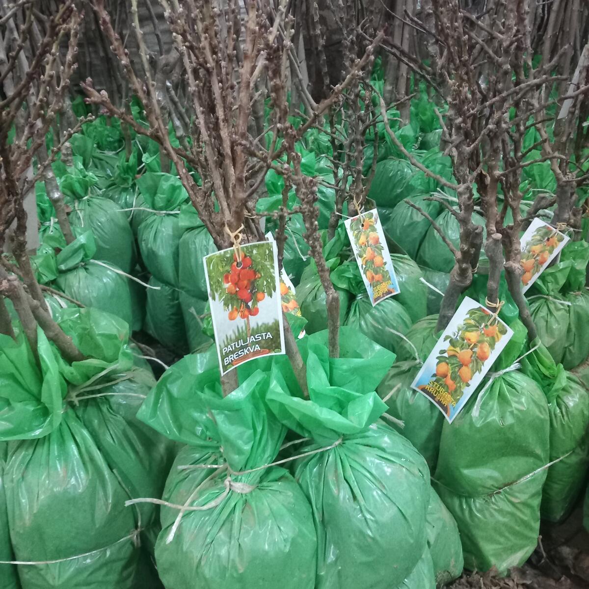 Zwerg- und Säulenobstsetzlinge 1