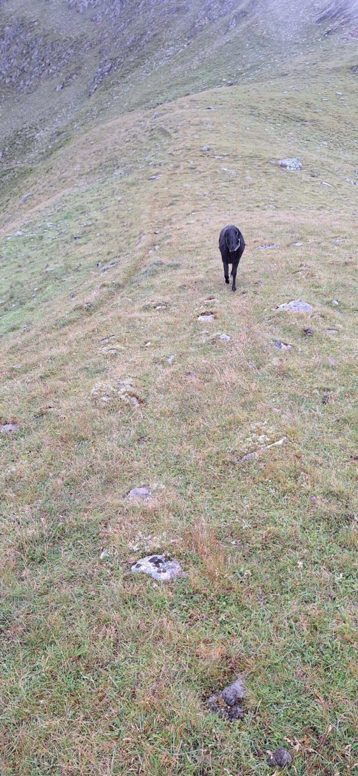 Brauner HB Bergschafwidder 1