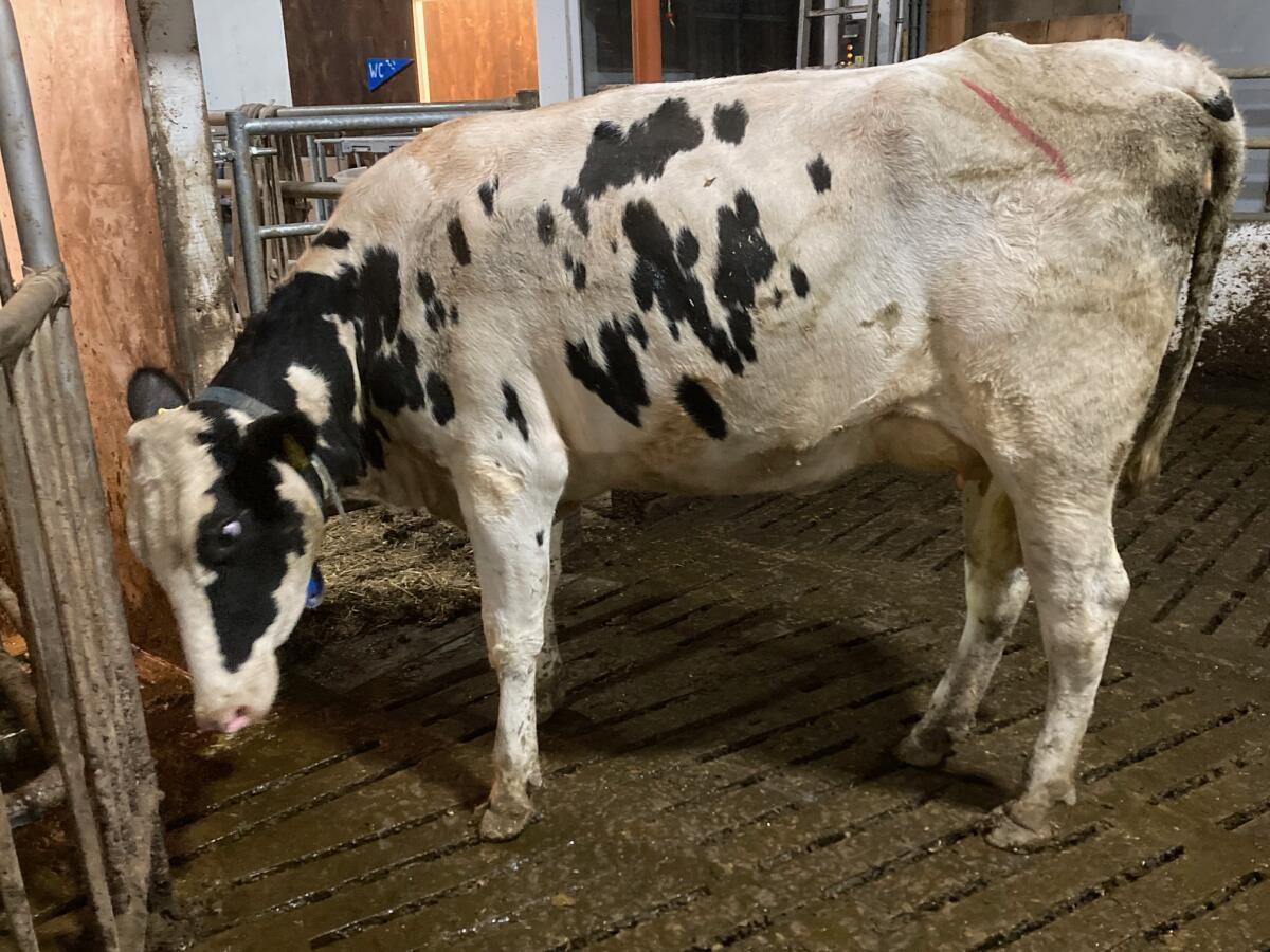 HF Erstlingskuh robotertauglich 1