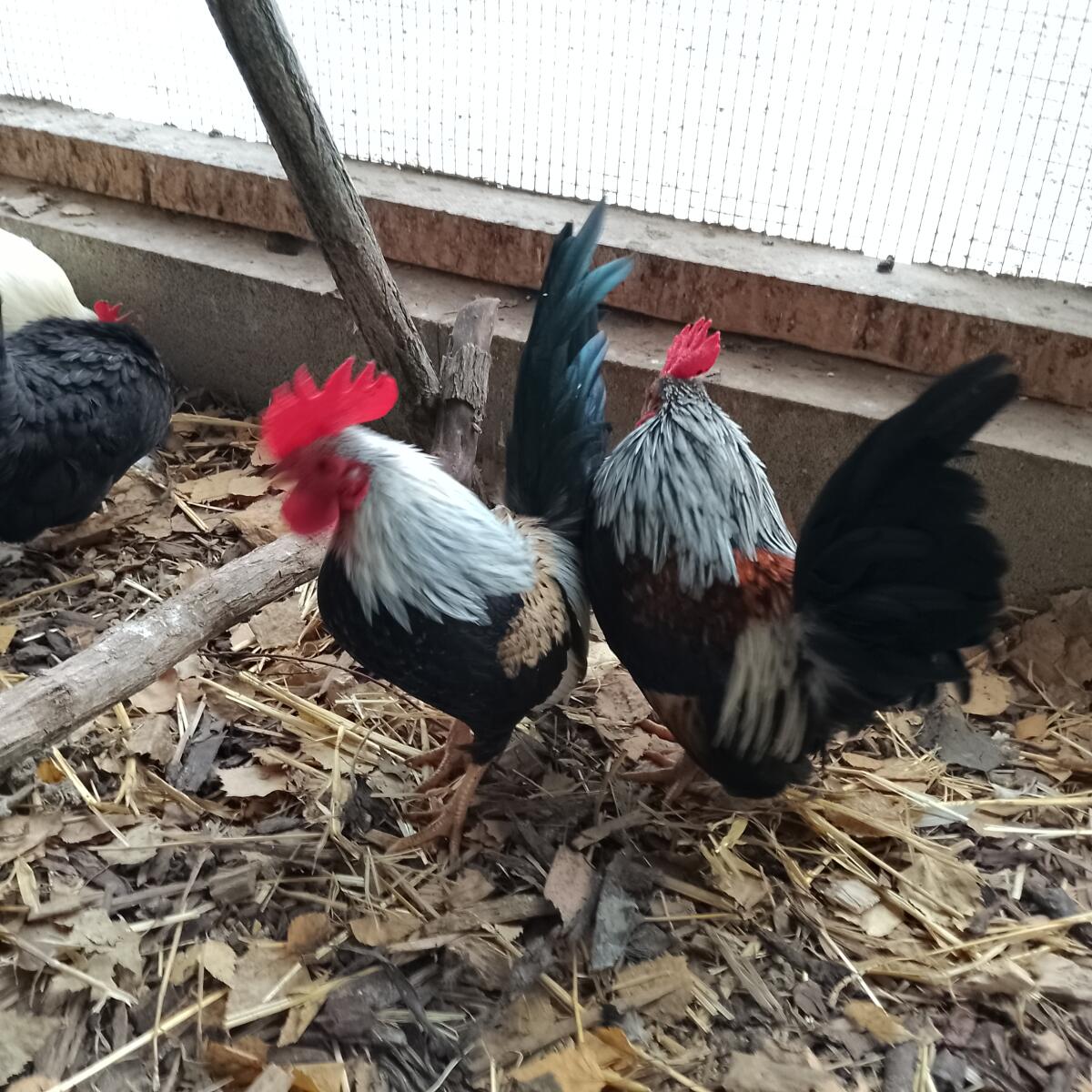 Europäische Serama Hähne 1