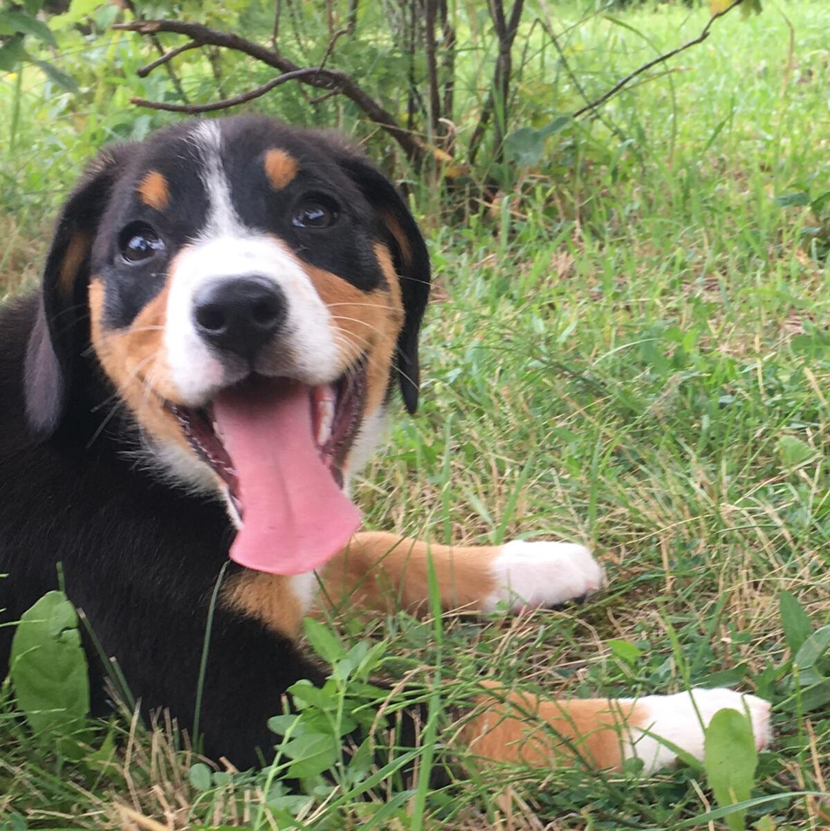 Verkaufe Entlebucher 1