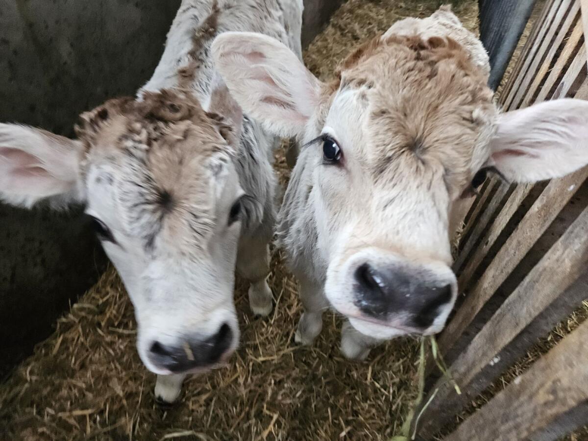 Tiroler Grauvieh Stierkälber 3
