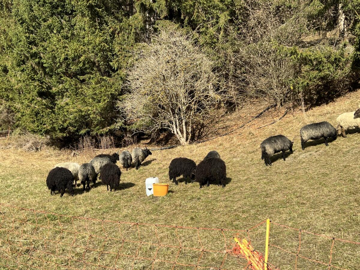 Reinrassige ungarische Zackelschafe 3