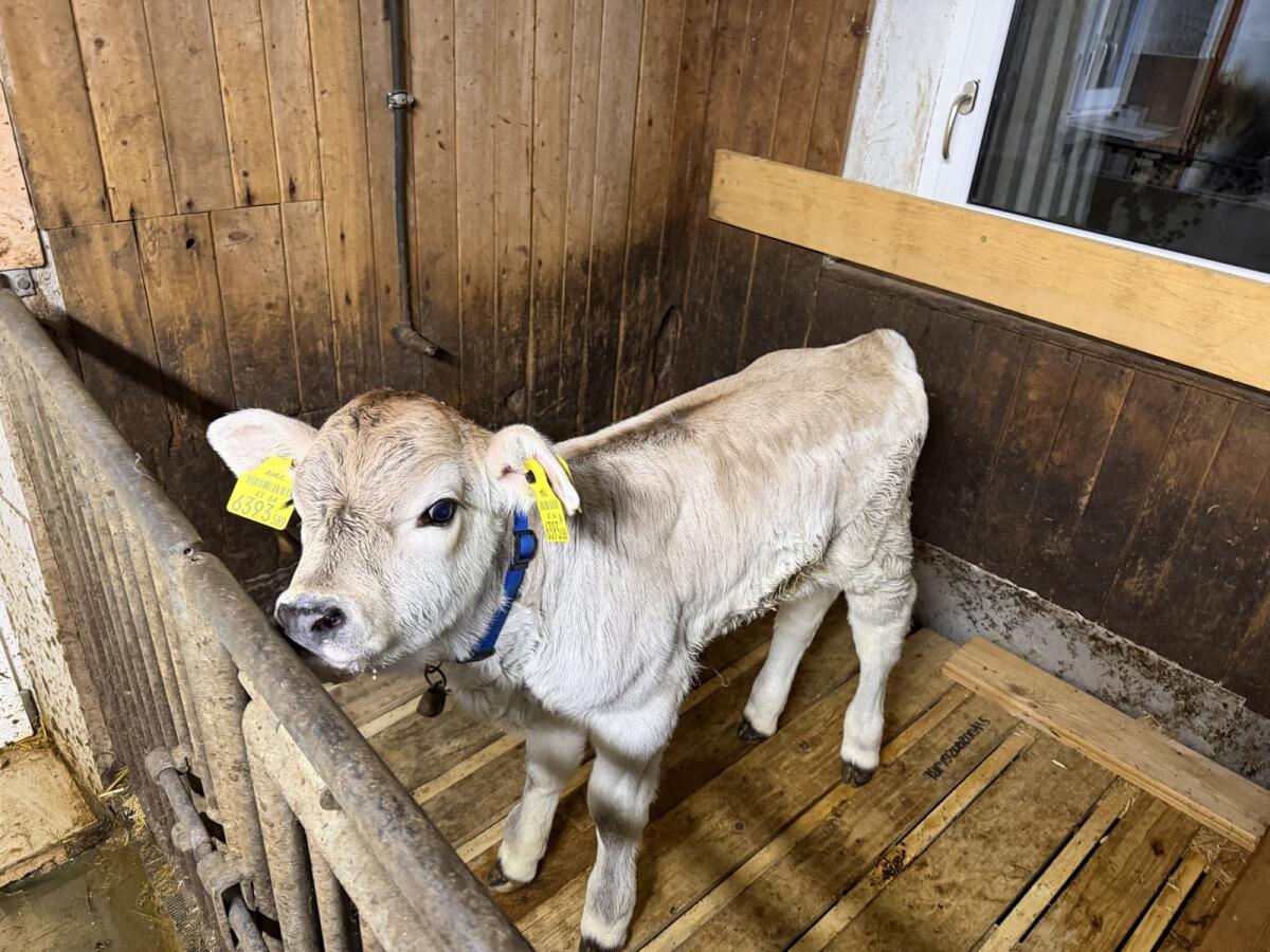 Weibliches Kalb Tiroler Grauvieh 1