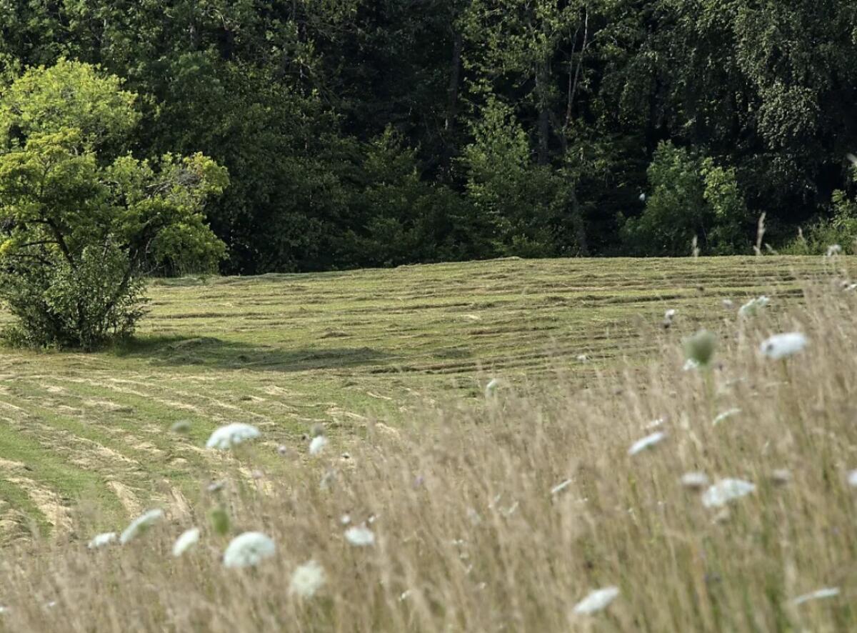 Suche Wiesen/Pachtflächen Umgebung Lustenau 1