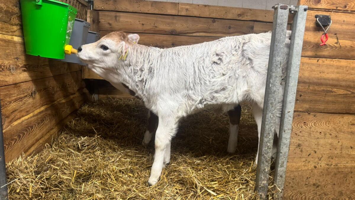 Grauvieh Zuchtkalb 2