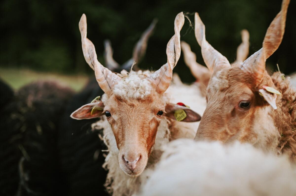 Ungarisches Zackelschaf - Lämmer, Jungwidder, Auen 2