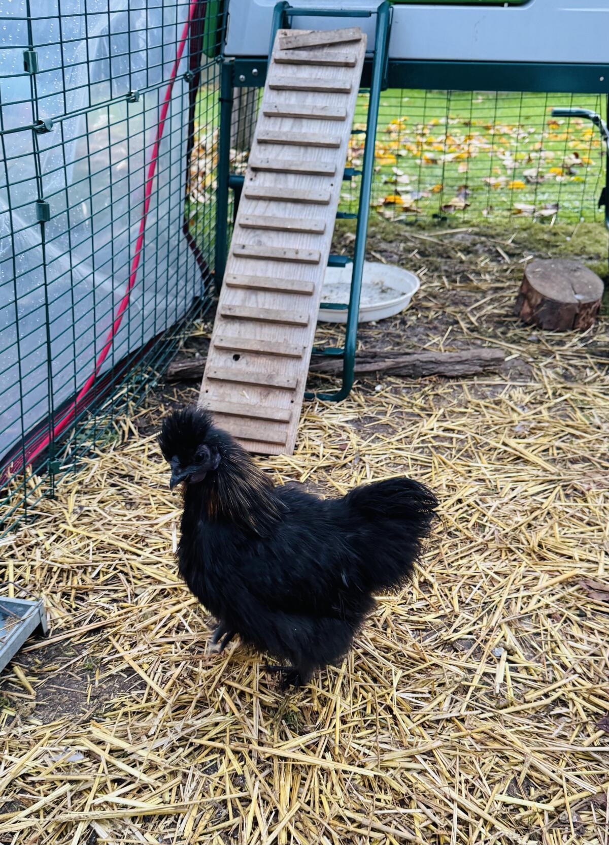 Liebes Zwergseidenhuhn/Junghahn (4 Monate +/-) 2