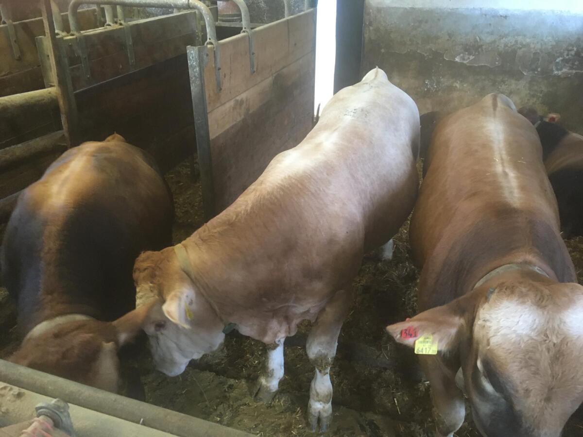 Murbodner Zuchtstiere 1