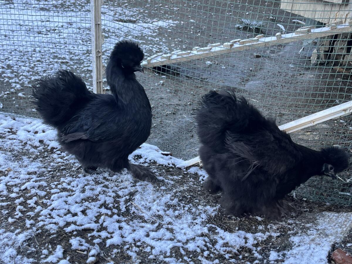 2 Seidenhühner schwarz groß Hennen 1