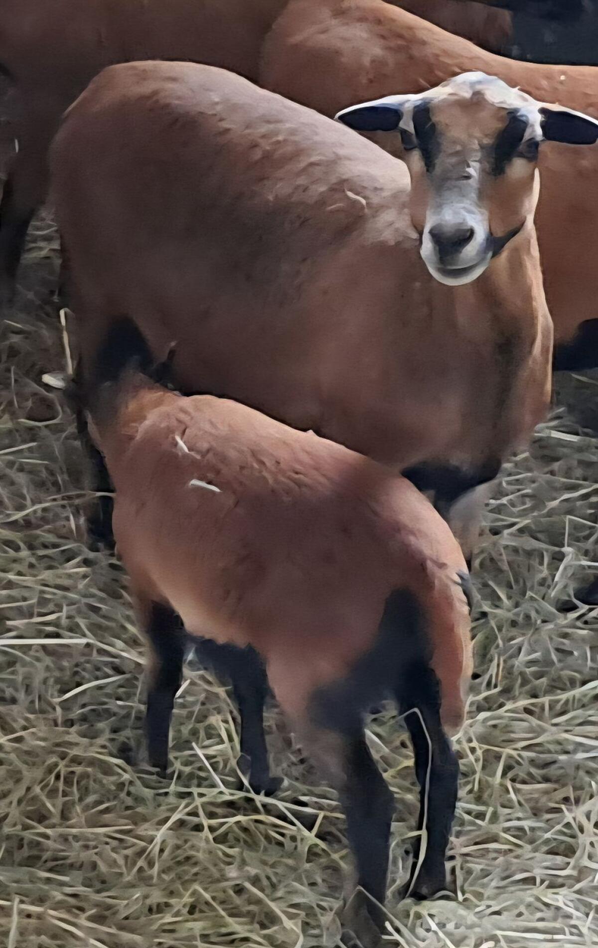 Kamerunschaf mit weiblichem Jungen 1