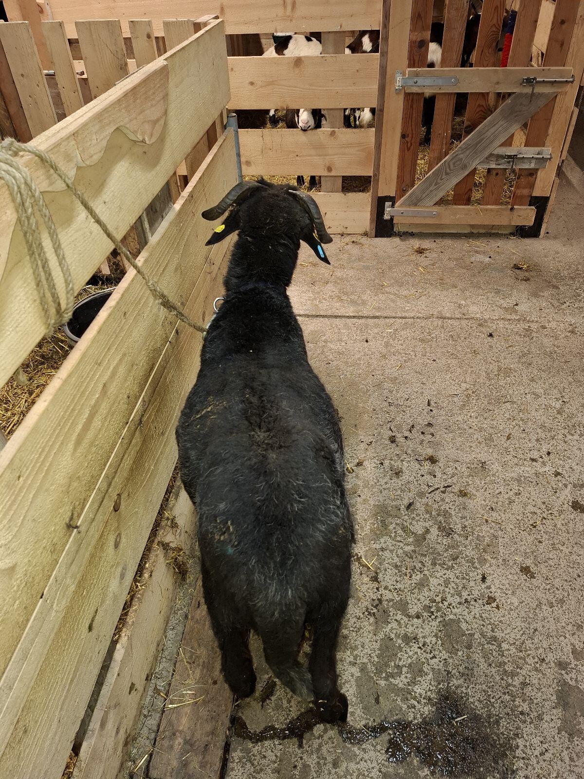 Tiroler Steinschaf Widder 1