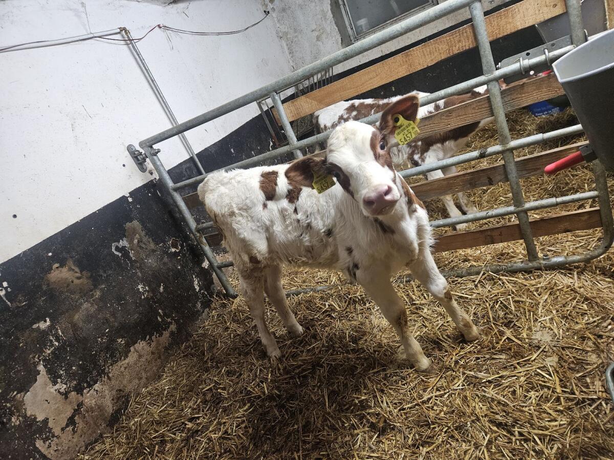 Holstein Stierkälber 1