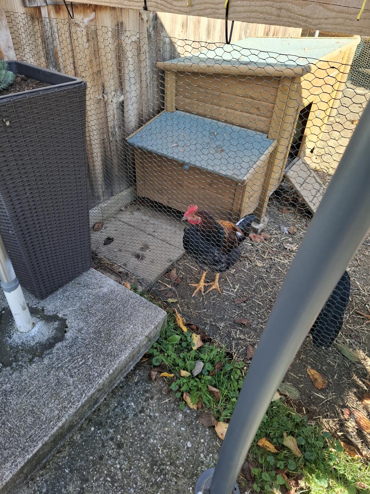 Junghähne, 19 Wochen alt 2