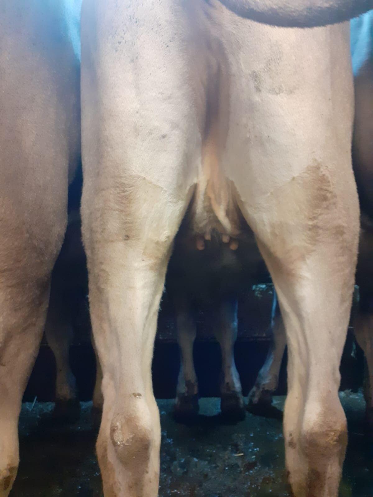 Jungrind Braunvieh 2